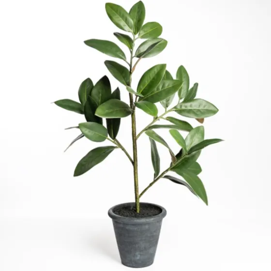 Potted Magnolia Tree-Kirkland's Home Best