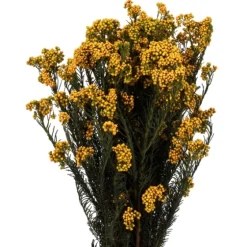 Preserved Aspen Rice Flower Bundle-Kirkland's Home Best