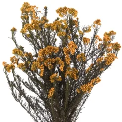 Preserved Autumn Rice Flower Bundle-Kirkland's Home Outlet