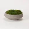 Preserved Mood Moss In Round Cement Bowl-Kirkland's Home Cheap