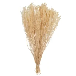 Preserved Natural Bleached Staavia Bush-Kirkland's Home Clearance