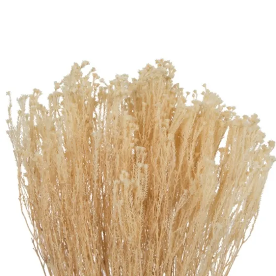 Preserved Natural Bleached Staavia Bush-Kirkland's Home Clearance