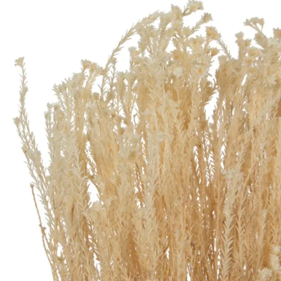 Preserved Natural Bleached Staavia Bush-Kirkland's Home Clearance