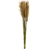 Preserved Plume Reed Bundles, Set Of 2-Kirkland's Home Best