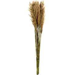 Preserved Plume Reed Bundles, Set Of 2-Kirkland's Home Best
