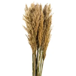 Preserved Plume Reed Bundles, Set Of 2-Kirkland's Home Best