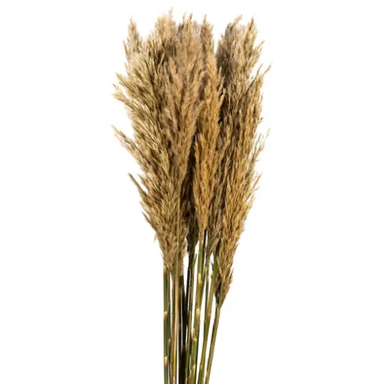 Preserved Plume Reed Bundles, Set Of 2-Kirkland's Home Best