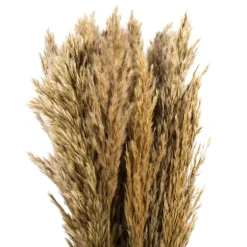 Preserved Plume Reed Bundles, Set Of 2-Kirkland's Home Best
