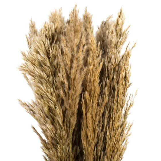 Preserved Plume Reed Bundles, Set Of 2-Kirkland's Home Best