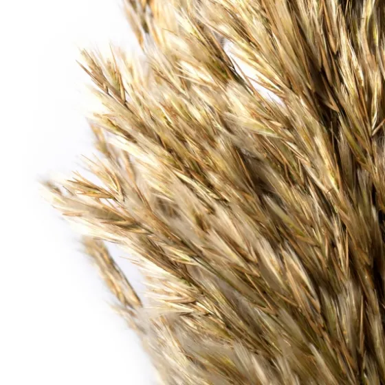 Preserved Plume Reed Bundles, Set Of 2-Kirkland's Home Best
