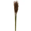 Preserved Plume Reed Bundles, Set Of 2-Kirkland's Home Cheap