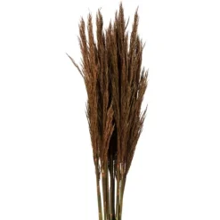 Preserved Plume Reed Bundles, Set Of 2-Kirkland's Home Cheap