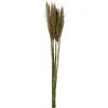Preserved Plume Reed Bundles, Set Of 2-Kirkland's Home Sale