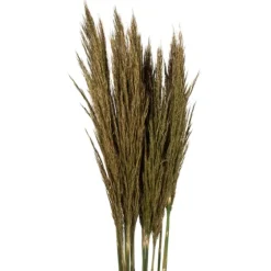 Preserved Plume Reed Bundles, Set Of 2-Kirkland's Home Sale