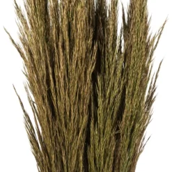 Preserved Plume Reed Bundles, Set Of 2-Kirkland's Home Sale