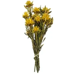 Preserved Plumosum Flower Bundle-Kirkland's Home Shop