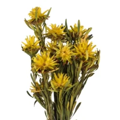 Preserved Plumosum Flower Bundle-Kirkland's Home Shop