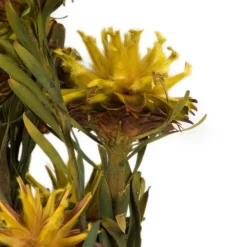 Preserved Plumosum Flower Bundle-Kirkland's Home Shop