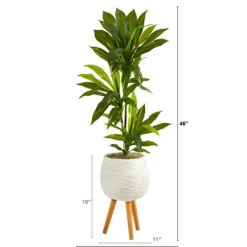 Real Touch Dracaena In Mossy Tripod Planter-Kirkland's Home Outlet