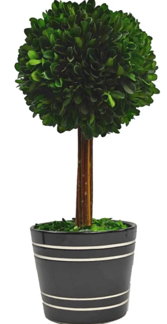 Round Boxwood Topiary In Black Planter, 14 In.-Kirkland's Home Cheap