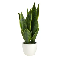 Sansevieria Arrangement In White Planter-Kirkland's Home Cheap