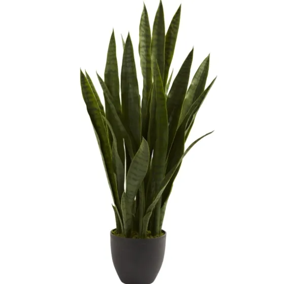 Sansevieria Floor Plant In Black Planter-Kirkland's Home Clearance