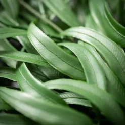 Seeded Blade Eucalyptus Spray-Kirkland's Home Clearance