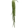 Senecio Bush-Kirkland's Home Online