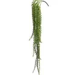 Senecio Bush-Kirkland's Home Online