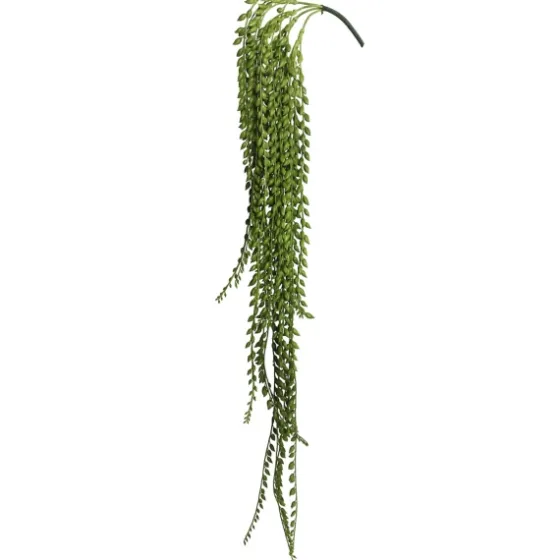 Senecio Bush-Kirkland's Home Online