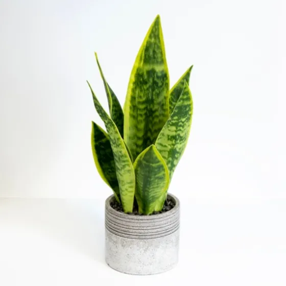 Snake Plant In Ribbed Cement Planter-Kirkland's Home Best Sale