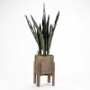 Snake Plant In Round Wooden Planter Stand, 36 In.-Kirkland's Home Sale