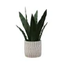 Snake Plant In Striped Pot-Kirkland's Home Best
