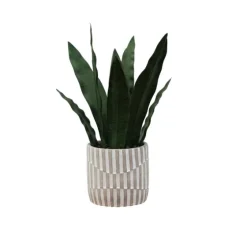 Snake Plant In Striped Pot-Kirkland's Home Best