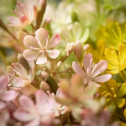 Springtime Wildflower Bundles, Set Of 3-Kirkland's Home Outlet