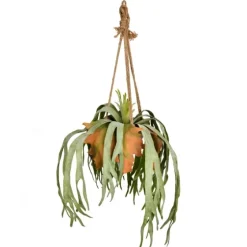 Staghorn Fern In Hanging Cone Planter-Kirkland's Home Flash Sale