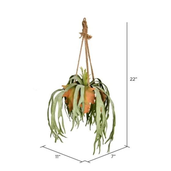 Staghorn Fern In Hanging Cone Planter-Kirkland's Home Flash Sale