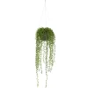 String Of Pearl Plant In Hanging Planter-Kirkland's Home Hot