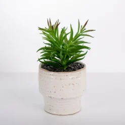 Succulent In Ribbed White Planter-Kirkland's Home Outlet