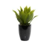 Succulent In Sleek Black Planter-Kirkland's Home Shop