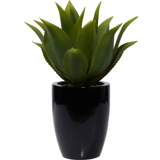 Succulent In Sleek Black Planter-Kirkland's Home Shop