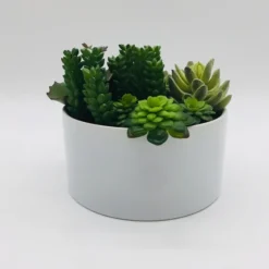 Succulent Variety In Modern White Planter-Kirkland's Home Clearance