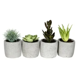 Succulents In Ceramic Pots, Set Of 4-Kirkland's Home Cheap
