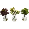 Succulents In Glass Vases, Set Of 3-Kirkland's Home Store