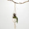 Succulents In Hanging Macrame Planter-Kirkland's Home Online