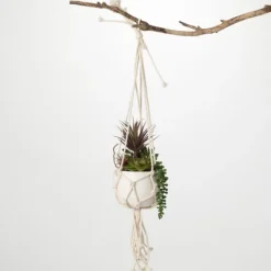 Succulents In Hanging Macrame Planter-Kirkland's Home Online