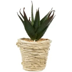 Succulents In Twine Planters, Set Of 3-Kirkland's Home Store