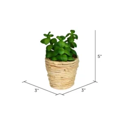 Succulents In Twine Planters, Set Of 3-Kirkland's Home Store