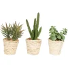Succulents In Twine Planters, Set Of 3-Kirkland's Home Online