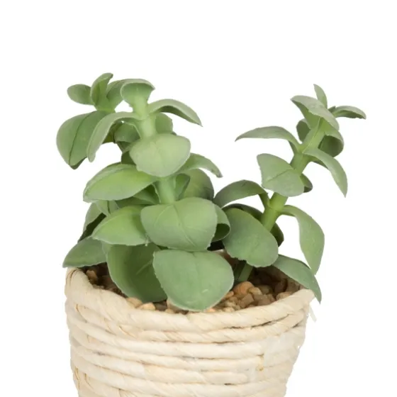 Succulents In Twine Planters, Set Of 3-Kirkland's Home Online
